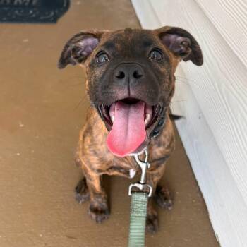 Xena -  Dutch Shepherd Dog for Adoption in New Smyrna Beach, Florida - Xena | PetCurious