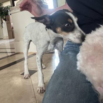 Rescue Jack Russell Terrier and Rat Terrier Dogs for Adoption in Richmond, Texas - Macaroni | PetCurious