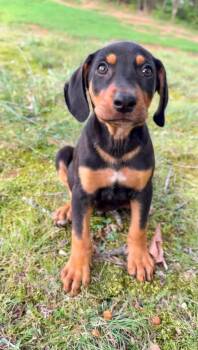 Pringles -  Hound Dog for Adoption in Germantown, Ohio - Pringles | PetCurious