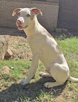 Cha Cha Slide -  Australian Shepherd Dog for Adoption in Manchester, Connecticut - Cha Cha Slide | PetCurious