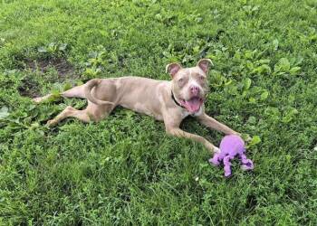GOLDFISH -  American Bulldog and Mixed Breed Dog for Adoption in Omaha, Nebraska - GOLDFISH | PetCurious