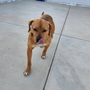 Rusty -  Mixed Breed Dog Available for Adoption in Harrisonburg, Virginia - Rusty | PetCurious