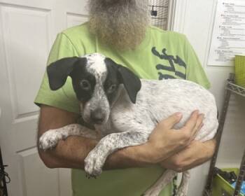 Rescue Cattle Dog and Mixed Breed Dogs for Adoption in Picayune, Mississippi - Quirky | PetCurious