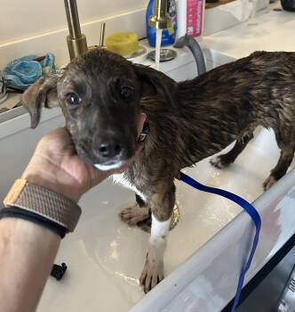 Junior -  Plott Hound and Hound Dog for Adoption in Doylestown, Pennsylvania - Junior | PetCurious