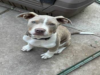 Rescue Pit Bull Terrier and Mixed Breed Dogs for Adoption in Springfield, Illinois - June (in A FOSTER Home) | PetCurious
