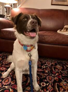 Rescue Spaniel and Australian Shepherd Dogs for Adoption in Marion, Massachusetts - Daisy | PetCurious