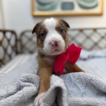 Pit Bull Terrier and Staffordshire Bull Terrier Dogs Available for Adoption in Friendswood, Texas - Honey Rainbow | PetCurious