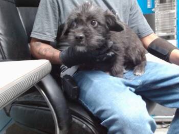 DIOR -  French Bulldog and Cairn Terrier Dog for Adoption in Albuquerque, New Mexico - DIOR | PetCurious