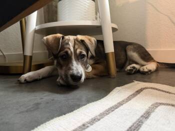 Belle -  Shepherd and Cattle Dog Dog for Adoption in Denver, Colorado - Belle | PetCurious