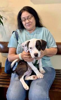 Rescue Pit Bull Terrier Dogs for Adoption in Roseburg, Oregon - Snoopy | PetCurious