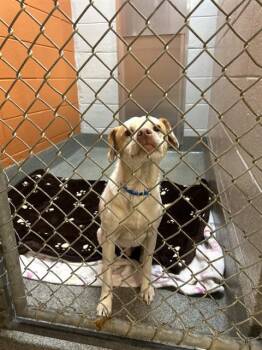 Chihuahua and Mixed Breed Dogs Available for Adoption - PALOMINO | PetCurious