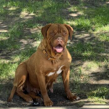 Rescue Dogue De Bordeaux Dogs for Adoption in Pleasanton, California - Betty | PetCurious