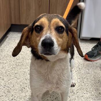 George -  Beagle Dog for Adoption in Nashville, Indiana - George | PetCurious