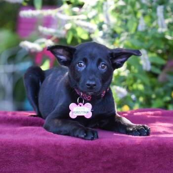 Furstina -  Labrador Retriever Dog for Adoption in Wake Forest, North Carolina - Furstina | PetCurious