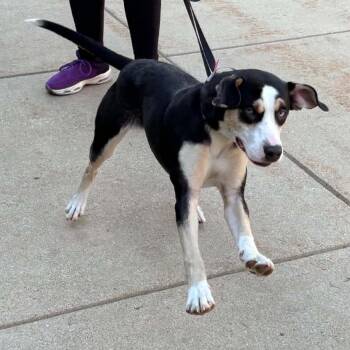 Venus -  Mixed Breed Dog for Adoption in Walker, Michigan - Venus | PetCurious