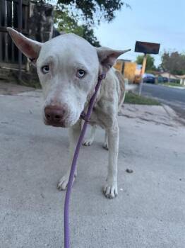 American Staffordshire Terrier Dogs Available for Adoption in San Antonio, Texas - TAMMY LYNN | PetCurious