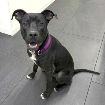 Terry -  Pit Bull Terrier and Labrador Retriever Dog for Adoption in Fairfield, Connecticut - Terry | PetCurious