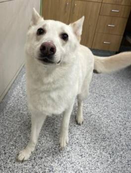 Yukon -  German Shepherd Dog Dog for Adoption in Hoffman Estates, Illinois - Yukon | PetCurious