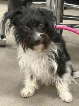 Terrier Dogs Available for Adoption - ROSIE | PetCurious