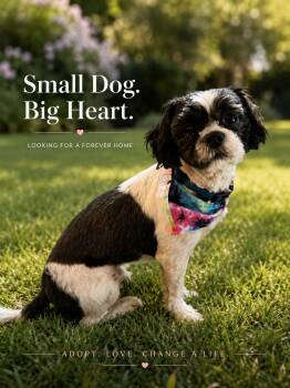 Chase -  Shih Tzu Dog for Adoption in Mansfield, Texas - Chase | PetCurious