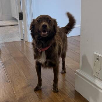 Spaniel Dogs Available for Adoption - Rosie | PetCurious