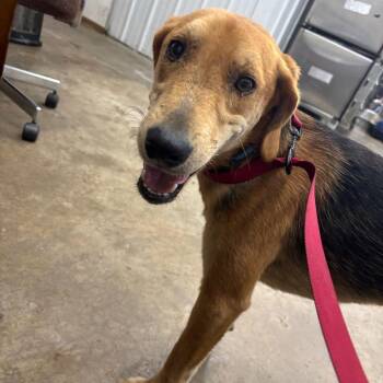 Roadie-Stray-68457 -  Coonhound Dog for Adoption in Corbin, Kentucky - Roadie-Stray-68457 | PetCurious