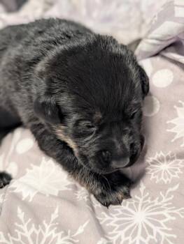 Retriever and Shepherd Dogs Available for Adoption - Vortex - PENDING ADOPTION | PetCurious