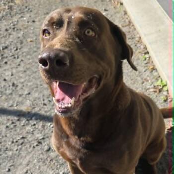 Cash -  Labrador Retriever Dog Available for Adoption in Orange, Virginia - Cash | PetCurious