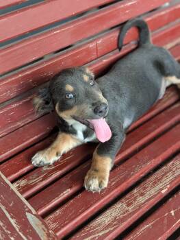 Goob -  Dachshund Dog for Adoption in Baton Rouge, Louisiana - Goob | PetCurious