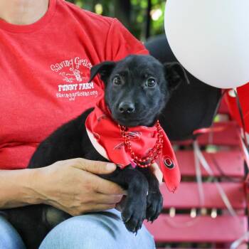 Chantilly -  Labrador Retriever Dog for Adoption in Wake Forest, North Carolina - Chantilly | PetCurious
