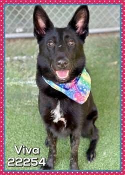 VIVA -  German Shepherd Dog Dog for Adoption in Marietta, Georgia - VIVA | PetCurious