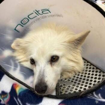 Daisy -  American Eskimo Dog Dog for Adoption in Phoenixville, Pennsylvania - Daisy | PetCurious