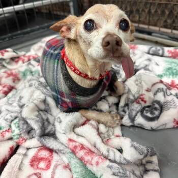 Moy -  Chihuahua Dog for Adoption in Tacoma, Washington - Moy | PetCurious