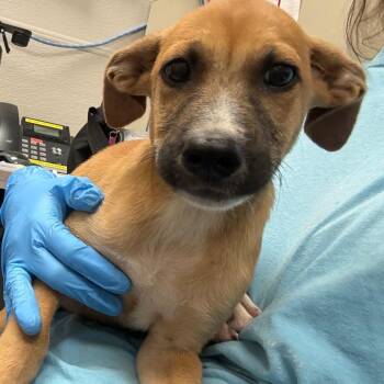 Bass -  Mixed Breed Dog for Adoption in Columbiana, Alabama - Bass | PetCurious