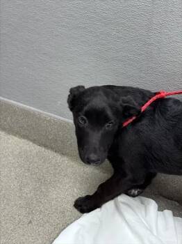 BARRY -  Australian Cattle Dog Blue Heeler and Belgian Shepherd Malinois Dog for Adoption in Las Vegas, Nevada - BARRY | PetCurious