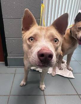 Mixed Breed Dogs Available for Adoption in Nashville, Tennessee - Mamba | PetCurious