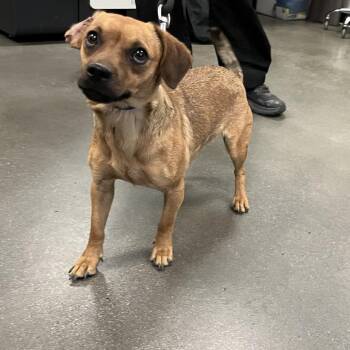 Luisa -  Chihuahua and Mixed Breed Dog for Adoption in Palm Springs, California - Luisa | PetCurious