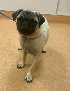 SWEET TEA -  Pug Dog for Adoption in Martinez, California - SWEET TEA | PetCurious