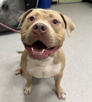 Rescue Pit Bull Terrier Dogs for Adoption in Indianapolis, Indiana - AUGGIE | PetCurious