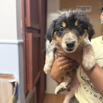 Elliot Green -  Border Collie and Mixed Breed Dog for Adoption in Madison, Wisconsin - Elliot Green | PetCurious