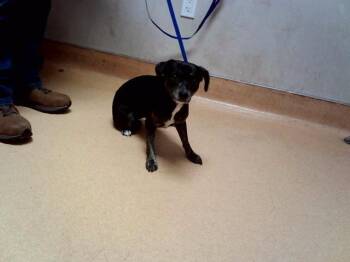 DELTA -  Terrier and Mixed Breed Dog for Adoption in Martinez, California - DELTA | PetCurious