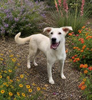 Hoagie -  Shepherd Dog for Adoption in Helotes, Texas - Hoagie | PetCurious