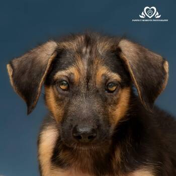 Rescue German Shepherd Dog Dogs for Adoption in Houston, Texas - Willie | PetCurious