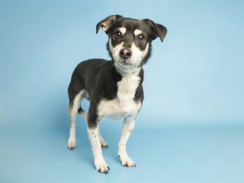 Chihuahua Dogs Available for Adoption - FINN | PetCurious