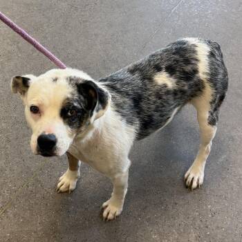 Mixed Breed Dogs Available for Adoption in Las Cruces, New Mexico - Bebs | PetCurious