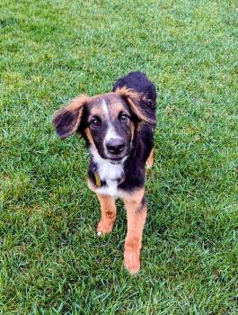 Avie Rose -  Collie Dog for Adoption in Salt Lake City, Utah - Avie Rose | PetCurious
