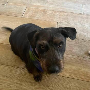 Bucky -  Scottish Terrier Dog for Adoption in Dallas, Texas - Bucky | PetCurious