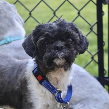 Shih Tzu Dogs Available for Adoption in Briarcliff Manor, New York - Ghost | PetCurious