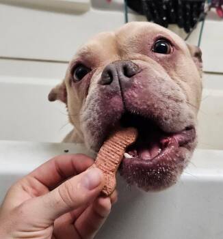 Spud -  American Bulldog Dog for Adoption in Raleigh, North Carolina - Spud | PetCurious