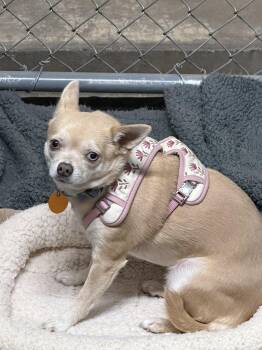 Reyna -  Chihuahua Dog for Adoption in Monte Vista, Colorado - Reyna | PetCurious